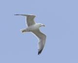 Herring gulls are large, noisy gulls found throughout the year around our coasts and inland around rubbish tips, fields, large reservoirs and lakes, especially during winter.They have suffered moderate declines over the past 25 years and over half of their UK breeding population is confined to fewer than ten sites.